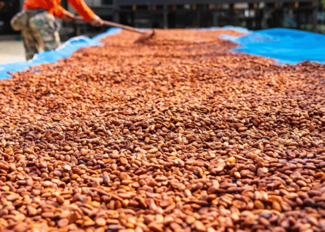 Mengapa Fermentasi Penting untuk Cokelat? Ini Penjelasannya!