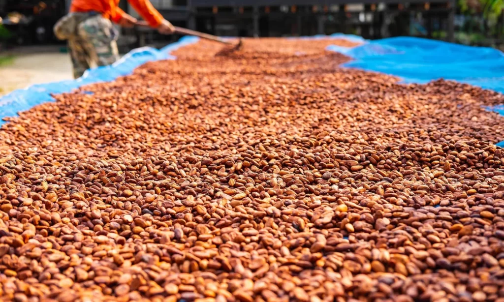 Mengapa Fermentasi Penting untuk Cokelat? Ini Penjelasannya!